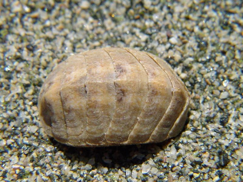 Ischnochiton rissoi